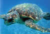 caretta3.JPG (50676 byte)