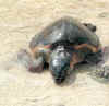 caretta c.jpg (9716 byte)